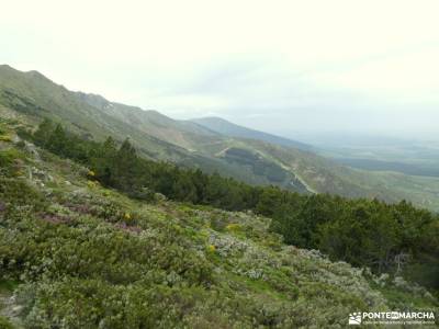 Pico del Lobo - Sierra de Ayllón; fotos cerezos los galayos hoces del rio duraton ruta transpirenaic